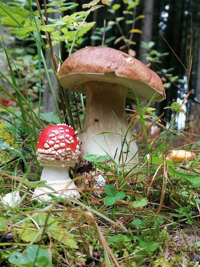 Fly agaric (small) and porcini mushroom.