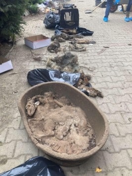 Placed in a basket to die. We can only guess what the dog had to go through. (Bild: zVg)