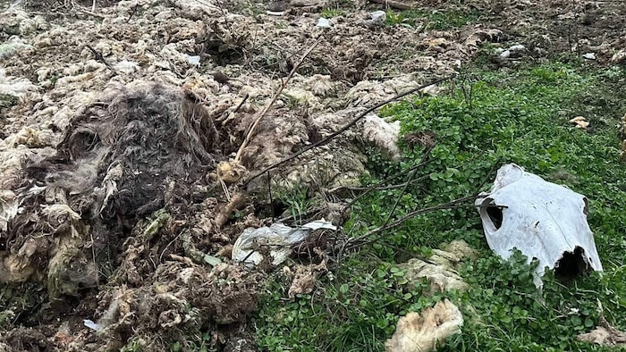 Zwischen Müll, Skelett-Teilen und Dreck hausen rund 200 Hunde hinter Gitterverschlägen, die mit ...