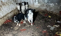 Verängstigt, verwahrlost und kennen nur ein Leben im Dreck: Das Leid, das diese Hunde ertragen ...