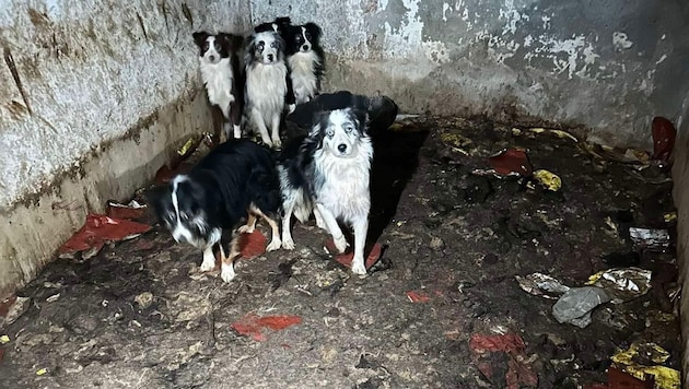 Frightened, neglected and knowing only a life in the dirt: the suffering these dogs have had to endure is unimaginable. (Bild: zVg)