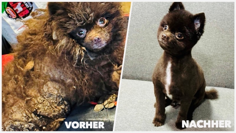 Animal welfare activists are taking great care! The little Pomeranian has already received the much-needed grooming. (Bild: zVg)