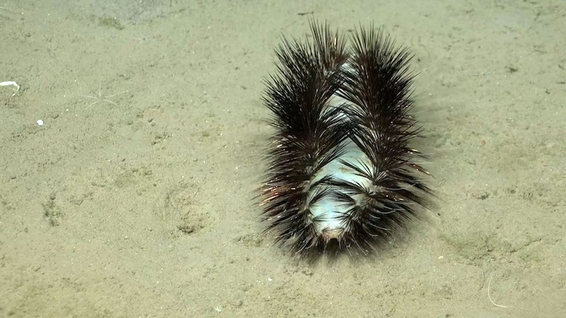 Auf den ersten Blick könnte man das Geschöpf glatt mit einem glitzernden Paar falscher Wimpern verwechseln. (Bild: Schmidt Ocean Institute)