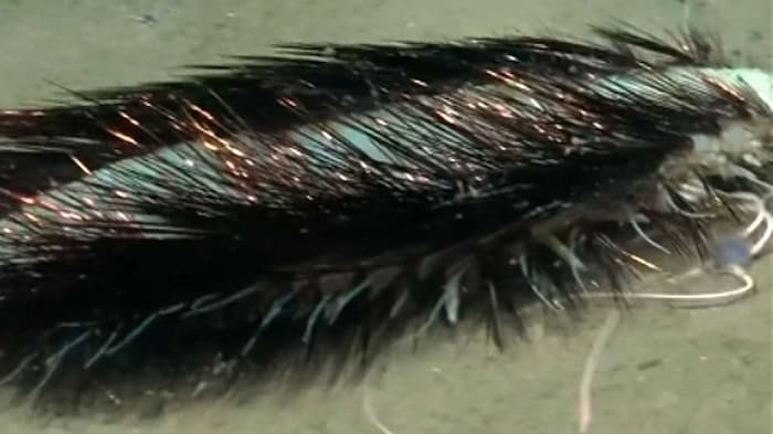 The deep-sea worm has protein structures in its bristles that make them iridescent.