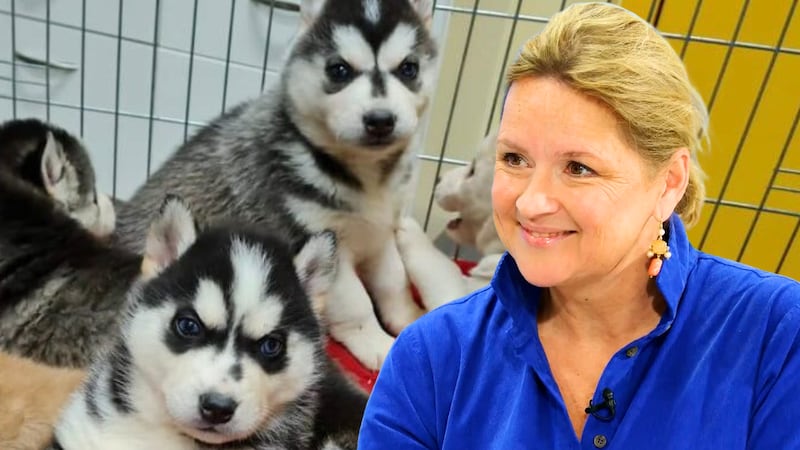 Landesrätin für Tieschutz in Niederösterreich Susanne Rosenkranz warnt eindringlich vor unüberlegten Tierkäufen, besonders in der Weihnachtszeit. (Bild: krone.tv)