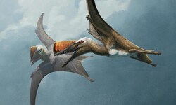 Künstlerische Illustration: Zwei Flugsaurier der Art Skiphosoura bavarica im Flug.