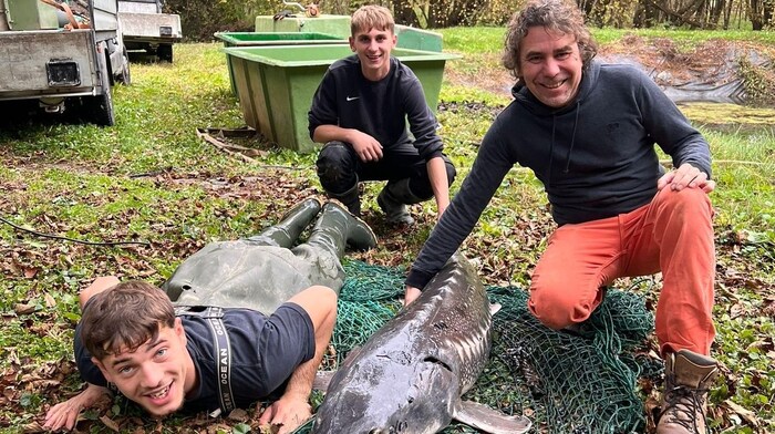 Auch Hobby-Fischer können bald Störe in Tauchen fangen