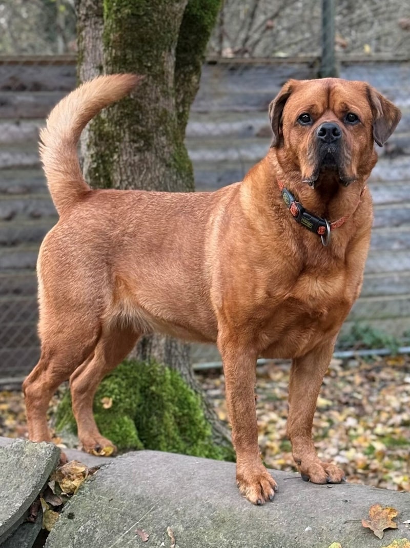 Chow Chow Mischling Alvin. (Bild: Tierschutzheim)