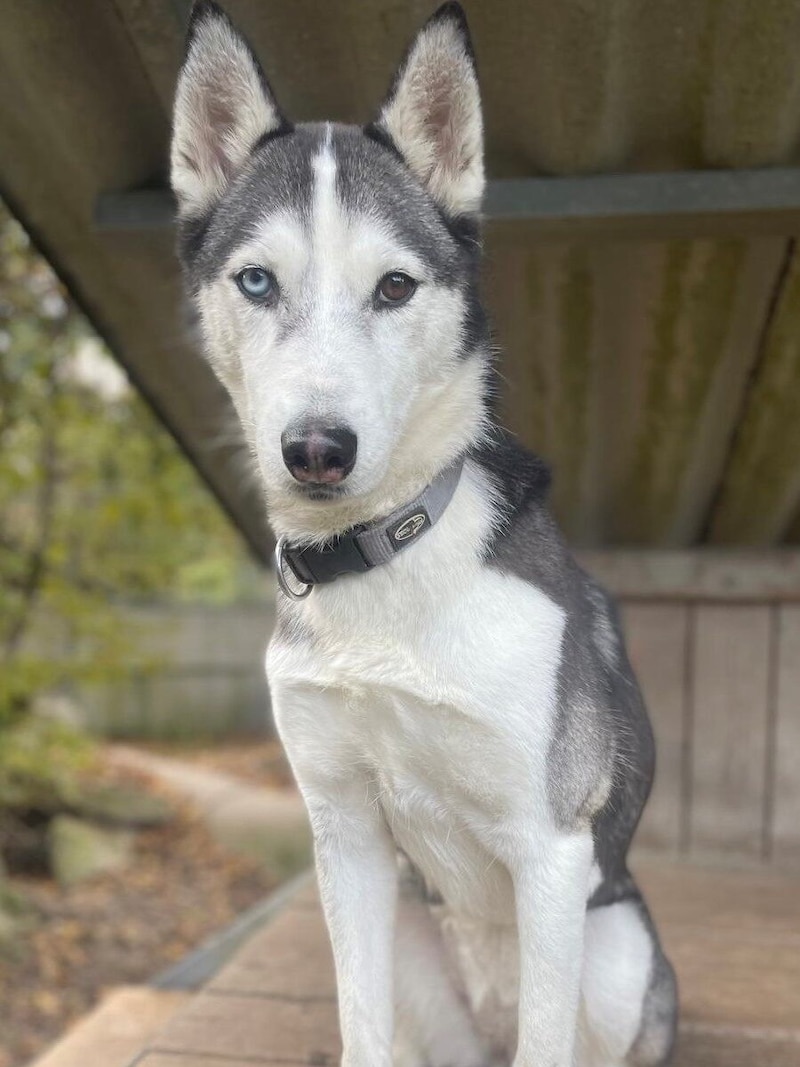 Husky Dame Luna. (Bild: Tierschutzheim)