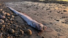 Am vergangenen Wochenende wurde zum zweiten Mal in diesem Jahr ein gigantischer Riemenfisch an die US-Küste gespült. Ein böses Omen oder lediglich Hinweis auf die zunehmende Zerstörung der Ozeane? (Bild: Alison Laferriere/Scripps Institution of Oceanography)