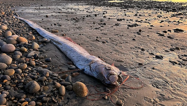 Last weekend, a giant oarfish washed up on the US coast for the second time this year. A bad omen or merely an indication of the increasing destruction of the oceans? (Bild: Alison Laferriere/Scripps Institution of Oceanography)