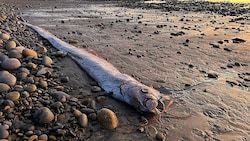 Am vergangenen Wochenende wurde zum zweiten Mal in diesem Jahr ein gigantischer Riemenfisch an die US-Küste gespült. Ein böses Omen oder lediglich Hinweis auf die zunehmende Zerstörung der Ozeane? (Bild: Alison Laferriere/Scripps Institution of Oceanography)