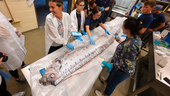Scientists examined the oarfish at the University of San Diego.