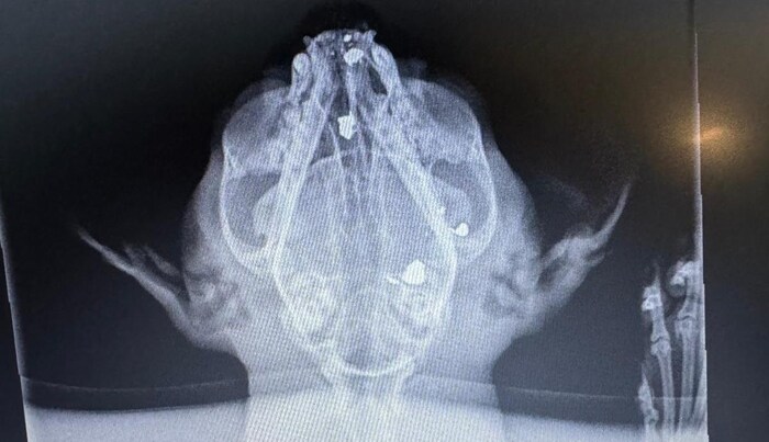 Der Kater wird wohl mit Projektilen im Kopf weiterleben müssen. Die Patrone beim Auge wird ...