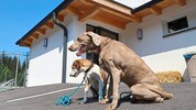 „Wir dürfen hier nicht rein“ – rund 2,5 Millionen Euro kostete das neue Hundehaus, das ...