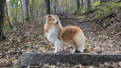 Die Sheltie-Hündin „Lasty“ ist entlaufen. (Bild: Privat)