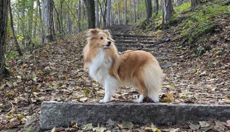 Die Sheltie-Hündin „Lasty“ ist entlaufen. (Bild: Privat)