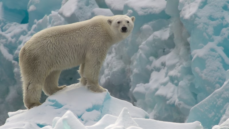 Majestätisch, aber seit einiger Zeit sehr gefährdet: die Eisbären. (Bild: Netflix)