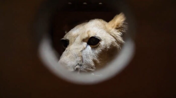 This lion now belongs to the Pyongyang Zoo.