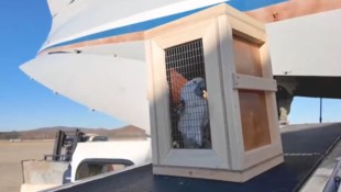 Ein Kakadu während seines Transports nach Nordkorea
