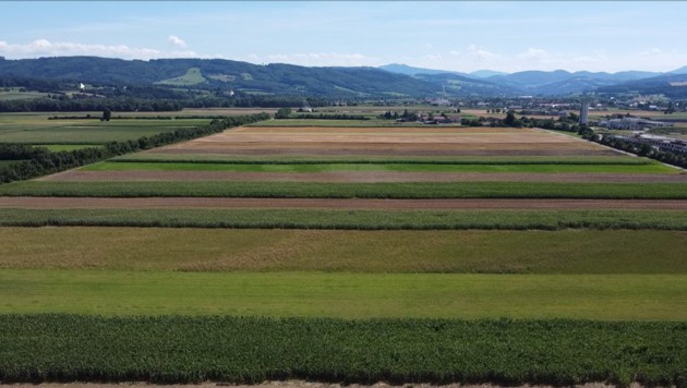 17 Hektar Ackerland sollen in St. Pölten im Zuge des geplanten Logistikzentrums versiegelt werden (Bild: Drexler)