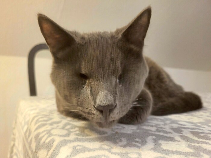Lying there harmlessly, but with a fistful of fur behind his ears: the blind "Kasimir".