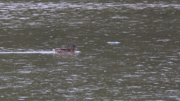 Ganze Geldbündel trieben im Wasser
