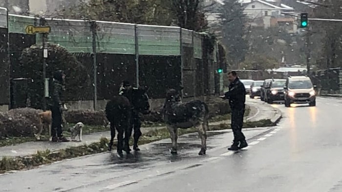 The officers had to catch the duo by hand.
