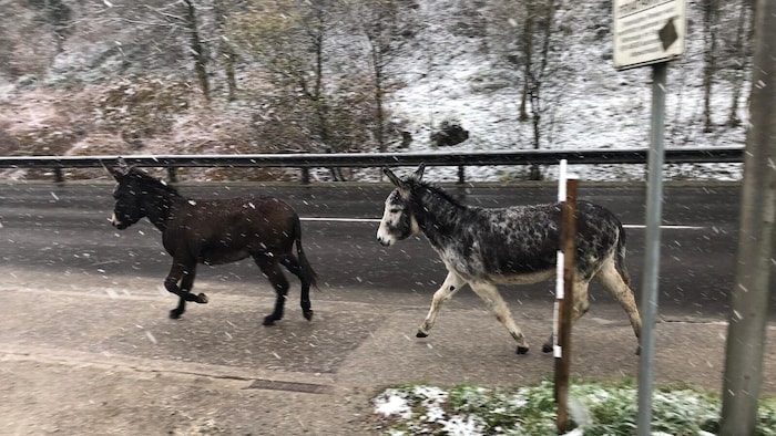 First they trotted along the sidewalk, then they crossed onto the road.