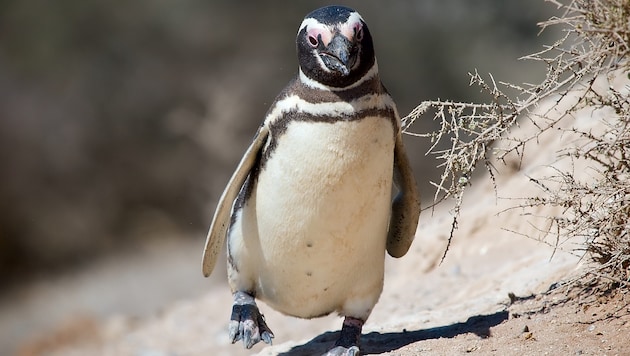 In Argentinien sind hauptsächlich Magellan-Pinguine beheimatet. (Bild: Wikipedia/ )