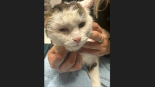 Die arme Katze wird nun aufgepäppelt.