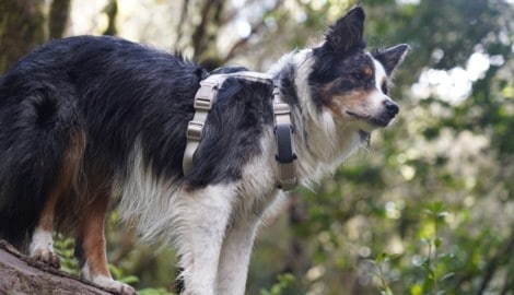 Vom klassischen GPS-Tracking zum umfassenden Daten sammeln, das auch den Tierbesitzern Sicherheit gibt: Diese Entwicklung hat tractive erfolgreich hinter sich gebracht. (Bild: tractive)