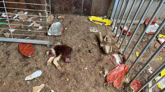 This picture clearly shows the circumstances under which the suspect kept her "protégés". 