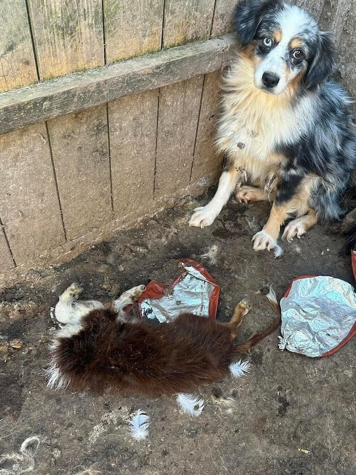 A sight that gets under your skin. What did these animals have to endure before they were freed from the "horror yards"? Rescue came too late for this puppy. 
