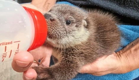 Otter-Mädchen „Lilly“ wird noch mit dem Fläschchen aufgezogen.  (Bild: Vier Pfoten)