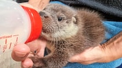 Otter-Mädchen „Lilly“ wird noch mit dem Fläschchen aufgezogen.  (Bild: Vier Pfoten)