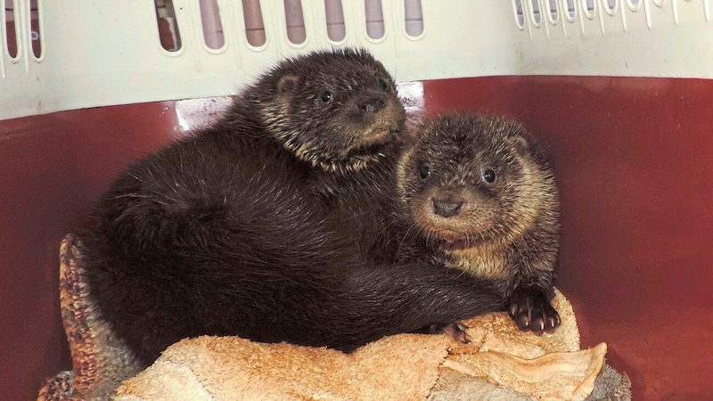 „Lilly“ und „Fibs“ sind die beiden Jüngsten im Otter- Quartett (Bild: Vier Pfoten)