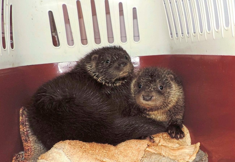 „Lilly“ und „Fibs“ sind die beiden Jüngsten im Otter- Quartett (Bild: Vier Pfoten)