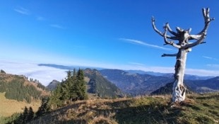 Der Blick vom Wetterbaum am Gipfel des „Schönen Mann“ reicht an schönen Tagen bis an den Bodensee. (Bild: Bergauer Rubina)