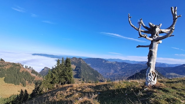 Der Blick vom Wetterbaum am Gipfel des „Schönen Mann“ reicht an schönen Tagen bis an den Bodensee. (Bild: Bergauer Rubina)