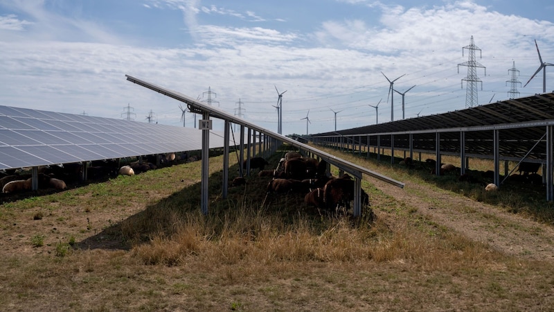 Energiegewinnung und Landwirtschaft werden kombiniert. (Bild: PÜSPÖK/Alex Lang Photography)