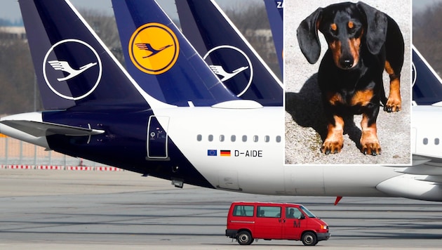 Hunde dürfen unter bestimmten Voraussetzungen auch im Kabinenraum in die USA mitfliegen - allerdings klappte das für Dackel „Emily“ zuletzt nicht. (Bild: AP/Copyright 2019 The Associated Press. All rights reserved, Krone KREATIV)