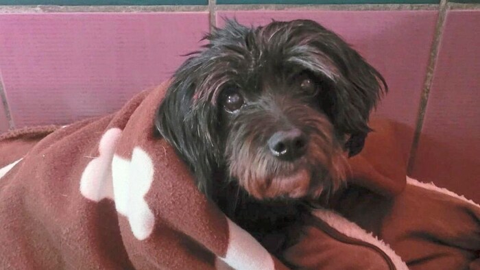 Sindy is looking forward to finding new loving owners.