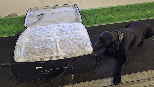 600 Kilogramm Cannabis wurden seit Juli am Flughafen Wien entdeckt.  (Bild: APA/LPD NÖ)