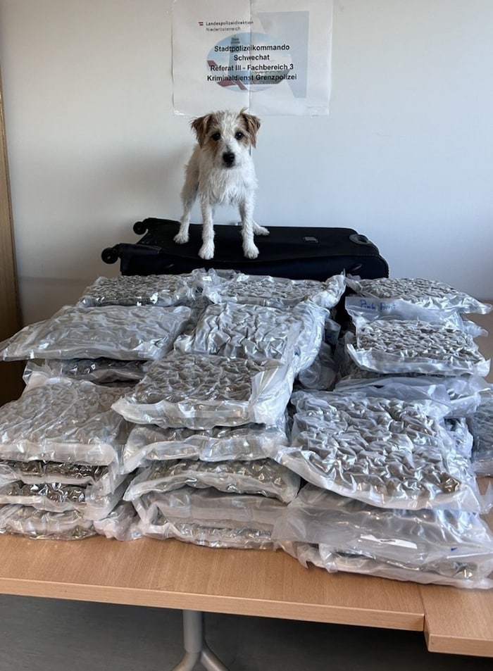 Die Drogenspürhunde am Fliughafen Schwechat waren erfolgreich.