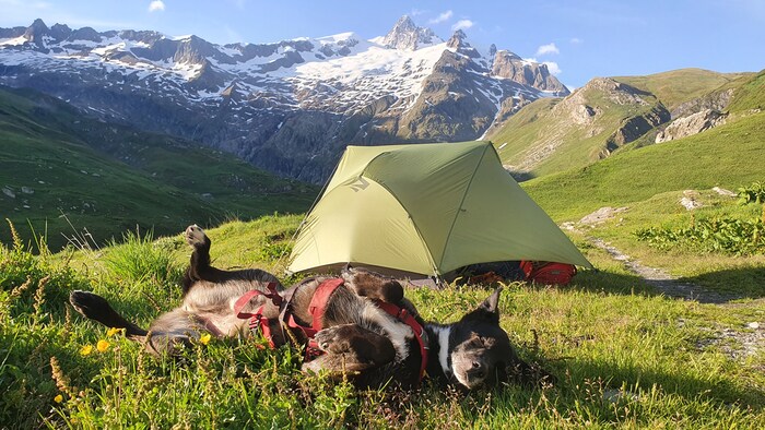 Das Leben eines Abenteurer-Hundes.