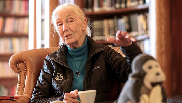 Jane Goodall at the "Krone" interview in Salzburg (Bild: Tröster Andreas/ANDREAS TROESTER)