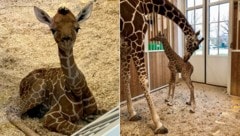 Das Giraffenbaby im Zoo Schönbrunn ist erst eine Woche alt – doch es bereitet den Verantwortlichen bereits Kopfzerbrechen. (Bild: APA/TIERGARTEN SCHÖNBRUNN)