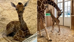 Das Giraffenbaby im Zoo Schönbrunn ist erst eine Woche alt – doch es bereitet den Verantwortlichen bereits Kopfzerbrechen. (Bild: APA/TIERGARTEN SCHÖNBRUNN)