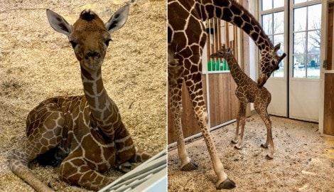 Das Giraffenbaby im Zoo Schönbrunn ist erst eine Woche alt – doch es bereitet den Verantwortlichen bereits Kopfzerbrechen. (Bild: APA/TIERGARTEN SCHÖNBRUNN)